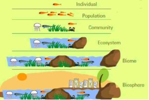 Organism And Population MCQs Type Questions With Answer For ISC Class ...