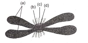  Look at the given figure and write the name of each part (a) to (d) :