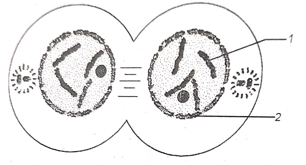 Cell Cycle, Cell Division Goyal Brothers Prakashan ICSE Class-10 ...