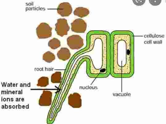 Absorption by Root