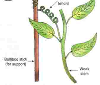 Chemical Coordination in Plants Class-10 Long and Structured