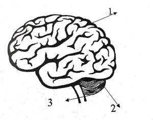  The diagram given below is that of a human brain. Answer the questions that follow: