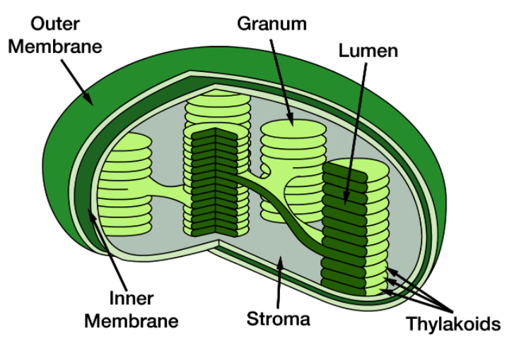 Photosynthesis Class-10 long and Structured Goyal Brothers ICSE Biology ...