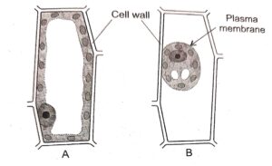 Question 2. Given below are diagram of plant cells as seen under the microscope after having been placed in two different solutions :