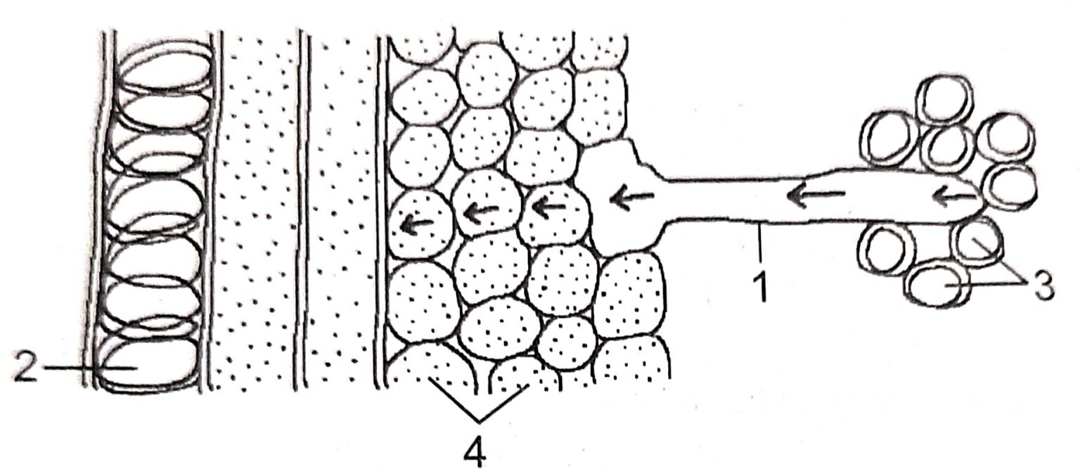 Absorption By Root Class-10 Long And Structured Questions Goyal ...