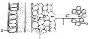 Question 6. The figure given below is a diagrammatic representation of a part of the cross section of the root in the root hair zone. Study the same and then answer the questions that follow :