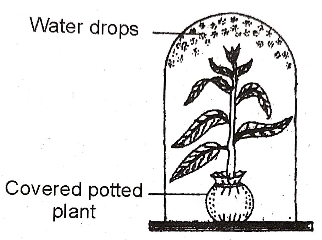 Transpiration Class-10 Long And Structured Goyal Brothers ICSE Biology ...