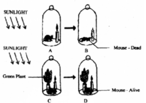 Question 9. The diagrams given below represent the relationship between a mouse and a physiological process that occurs in green plants. Study the diagrams and answer the questions that follow: 