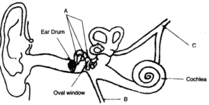 Question 1. Given below is the diagram of the human ear. Study the same and answer the questions that follow :