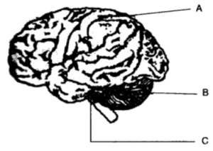 Question 4. The diagram shows a section of the human brain. Answer the questions that follow :