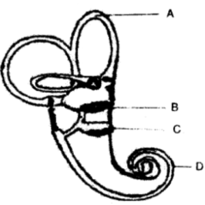 Question 5. The diagram given along side represents the structure found in the inner ear. Study the same and then answer the questions that follow :