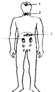 Question 4. Given below is the outline of the human body showing the important glands :