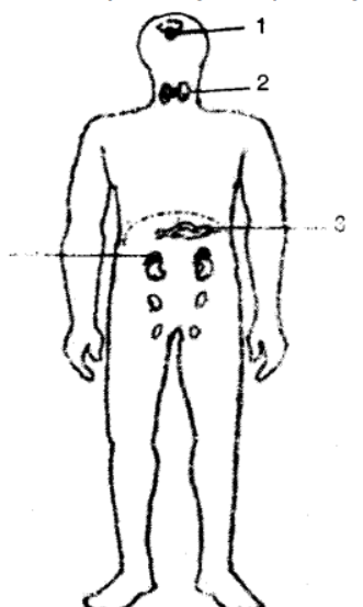 Endocrine System Class 10 Long And Structured Goyal Brothers Icse Biology Solutions Ch 11 Icsehelp 0080