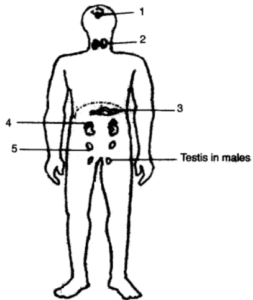 Question 5. Given below is an outline of the human body showing the important glands.