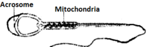 (iv) Draw a neat diagram of the human sperm as seen under high magnifi-cation and label the following parts.