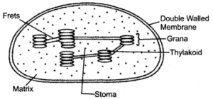 (v) Draw a neat diagram of a chloroplast and label its parts.