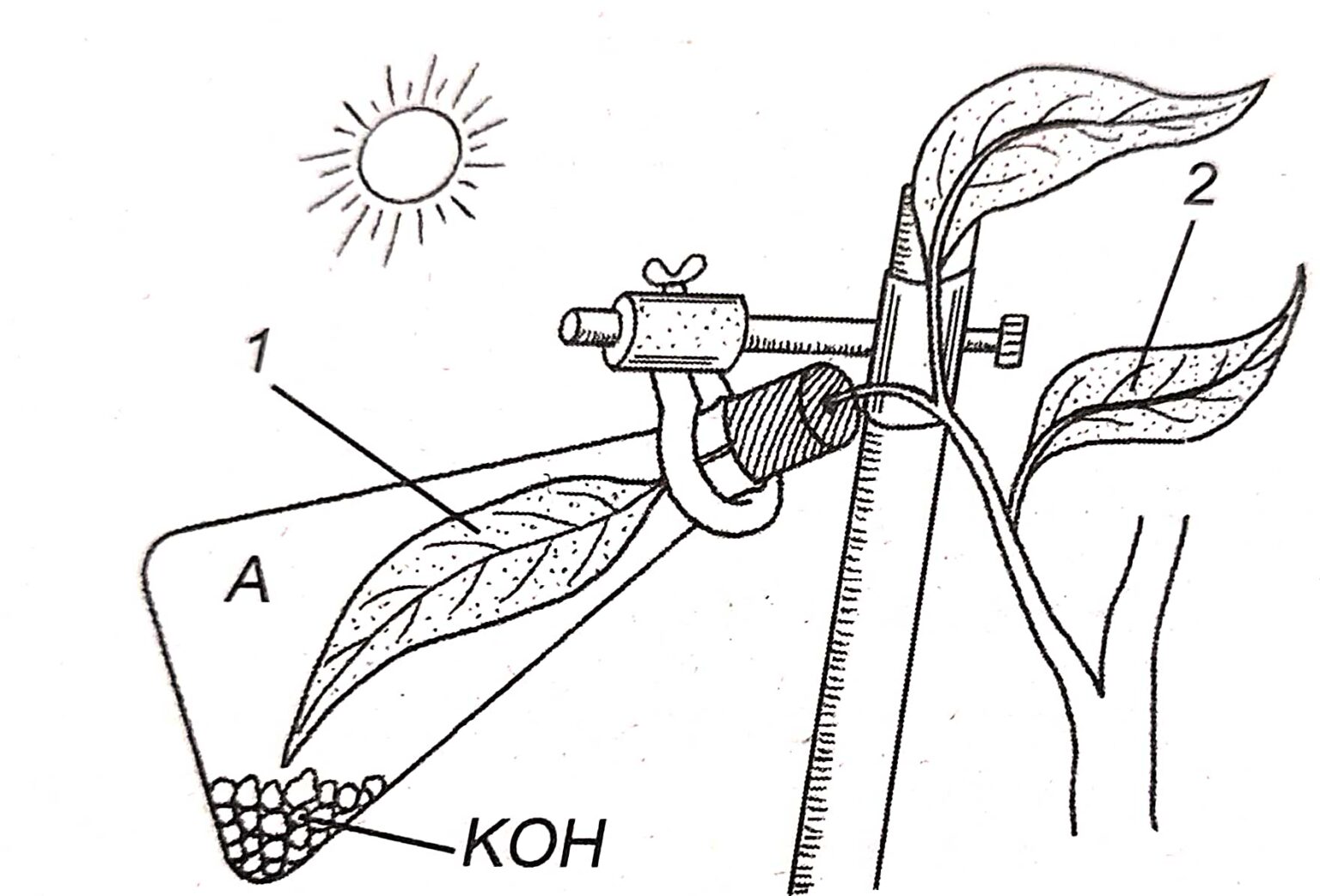 Photosynthesis Class-10 Long And Structured Goyal Brothers ICSE Biology ...