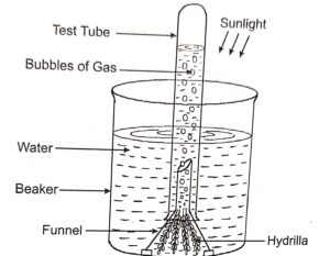 Question 5. The figure given below represents an experimental set-up to study a physiological process in plants: