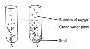 Question 7. The diagram given below shows two test-tubes A and B. Test-tube A contains a green water plant. Test-tube B contains both a green water plant and a snail. Both Test-tubes are kept in sunlight. Answer the questions that follow :