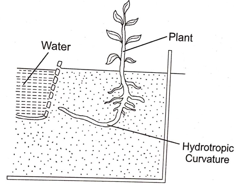 Chemical Coordination In Plants Class-10 Long And Structured Goyal ...