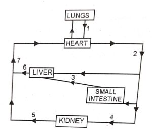 Question 2. The diagram alongside represents circulation in the human body. Answer the questions that follow :