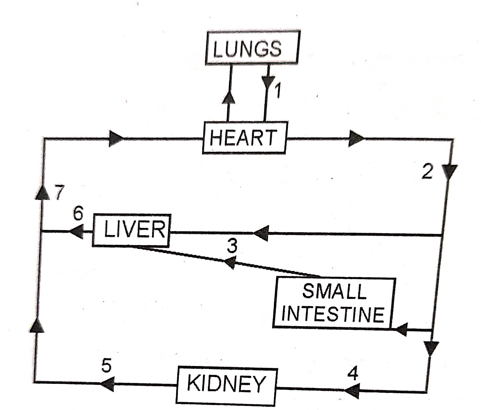 Circulatory System Class 10 Long And Structured Goyal Brothers Icse Biology Solutions Ch 8 3908