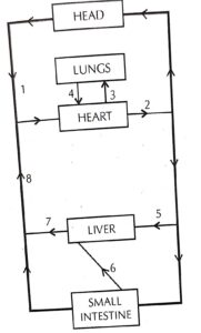 Question 5. The diagram below represents the simplified pathway of the circulation of blood. Study the same and answer the questions that follow :