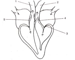 Question 7. The diagram given alongside represents the human heart in one phase of its functions. Study the diagram carefully and answer the questions that follow :