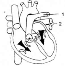 Question 8. The diagram given below represents a section of the human heart. Answer the questions that follow: 