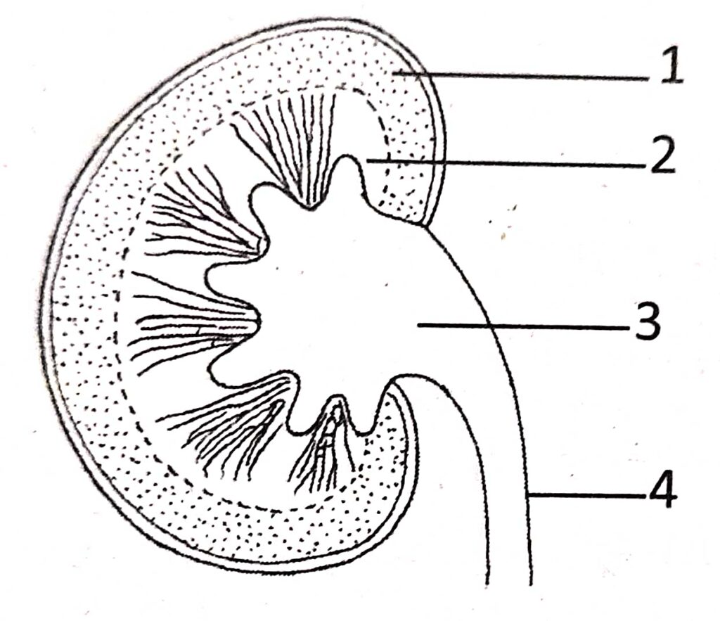 Excretory System Class 10 Long And Structured Goyal Brothers Icse Biology Solutions Ch 9 Icsehelp 4828