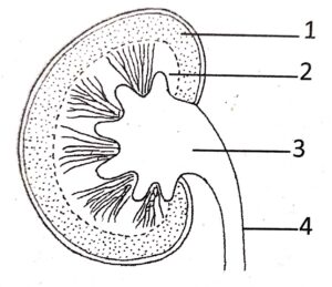 Question 2. The diagram given below shows a section of a human kidney. Study the diagram carefully and answer the questions that follow : 