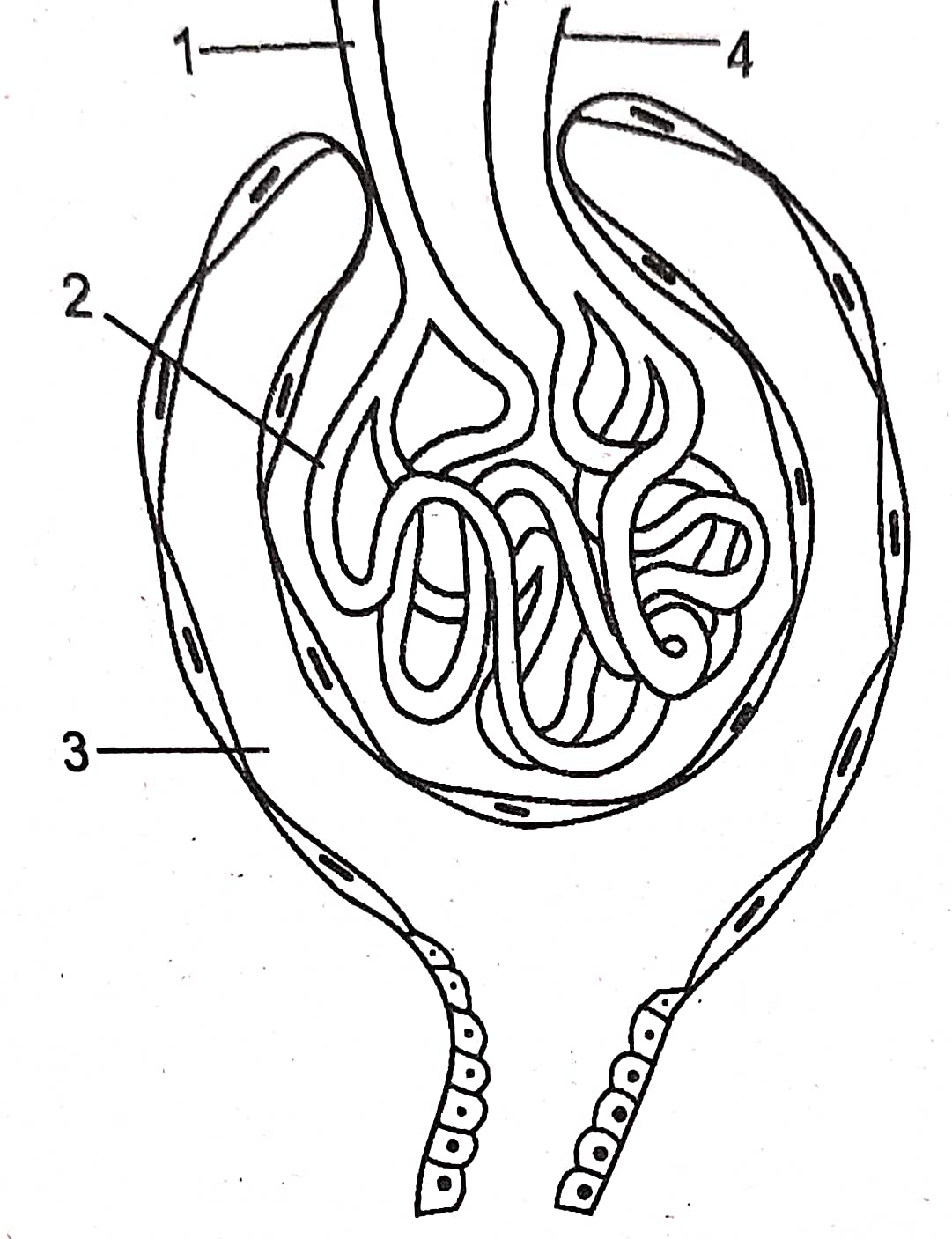 Excretory System Class 10 Long And Structured Goyal Brothers Icse Biology Solutions Ch 9 Icsehelp 2983