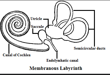 well-labelled diagram of the membranous labyrinth found in the inner ear