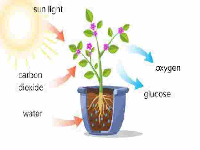 Photosynthesis Class-10 Srijan Publications Solutions for ICSE Biology Ch-6