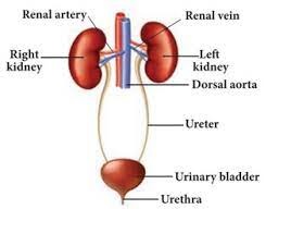 Structure of kidney in human