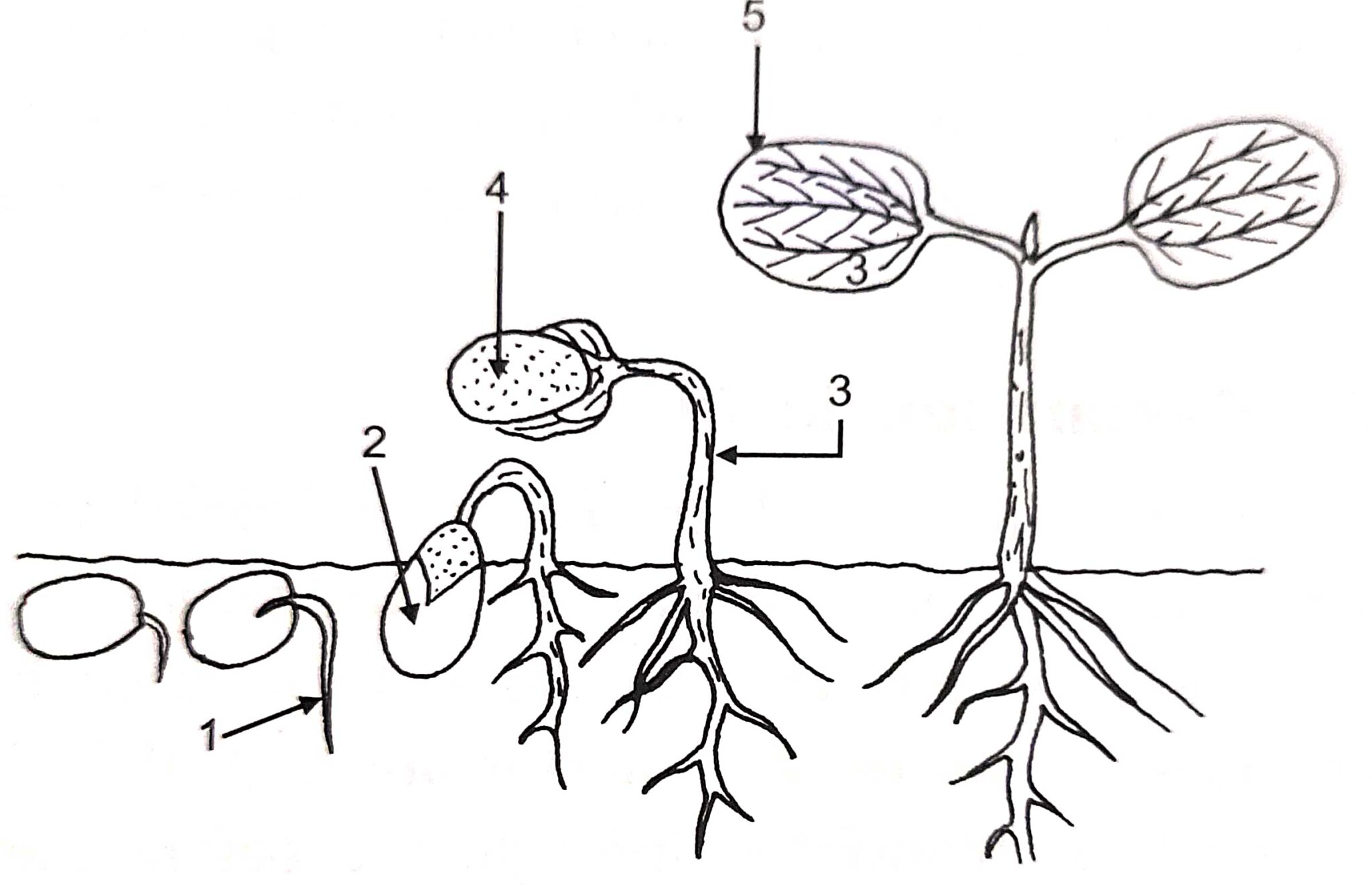 Goyal Brother Seed Structure Types and Germination ICSE Class-9 Biology ...