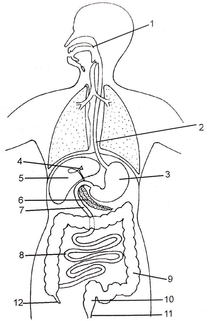 Digestive System Goyal Brother Solutions ICSE Class9 Biology Ch13