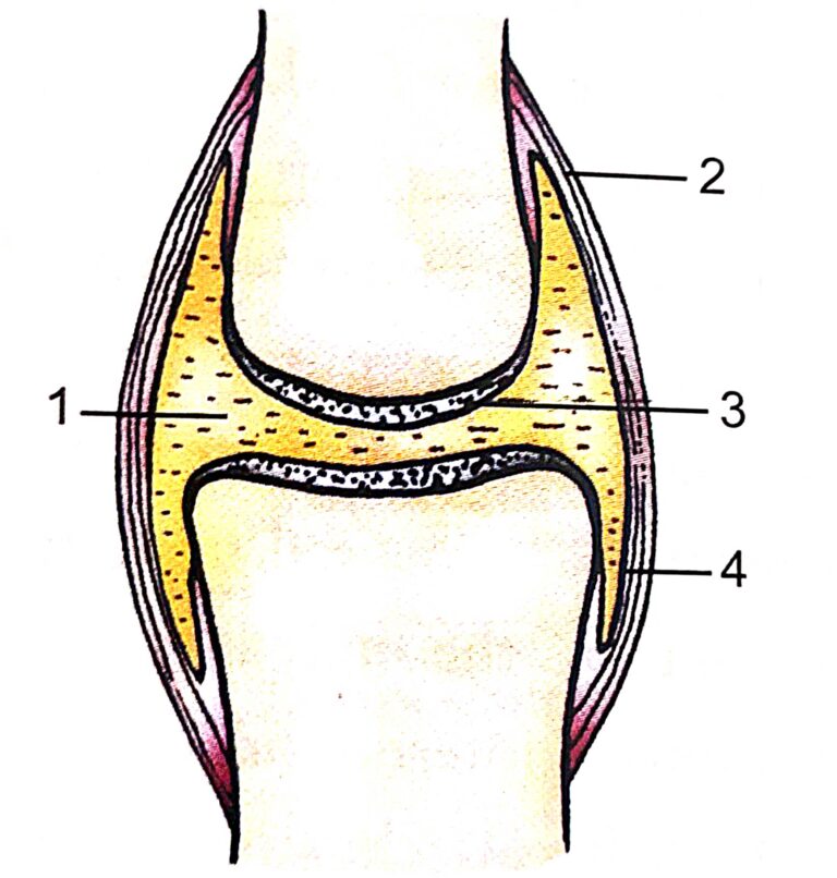 SkeletonMovement and Goyal Brothers ICSE Class 9 Solutions