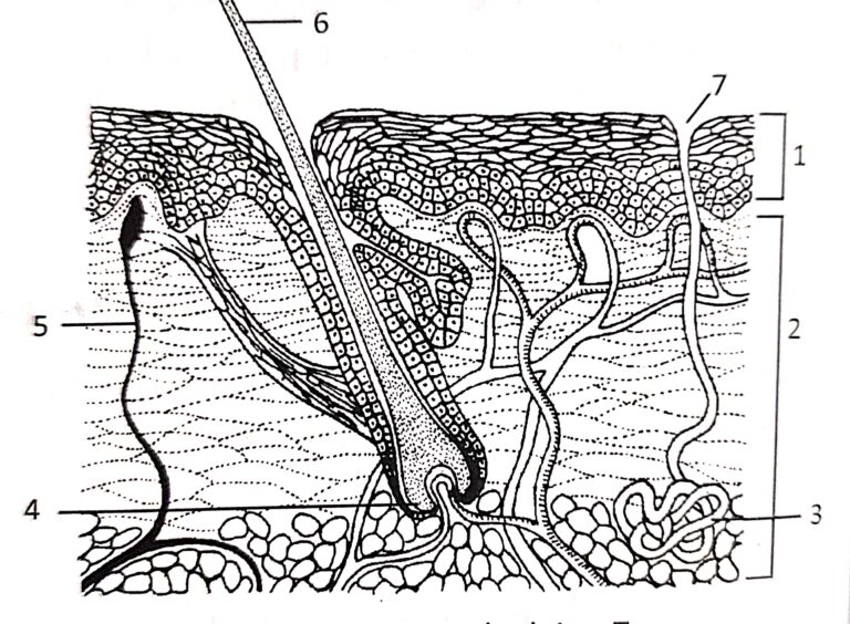 Structure and Functions of Skin Goyal Brother Solutions ICSE Class-9 Ch ...