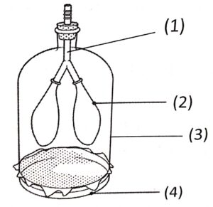 Question 17. Look at the given diagram and answer the following questions.