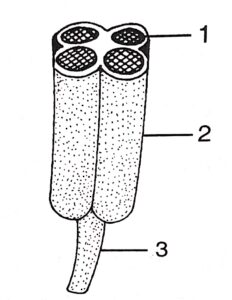 Questions 12. Observe the figure given below and answer the questions: