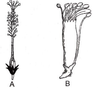 Questions 13. Observe the figures given below. These show two types of stamens. Name these types.
