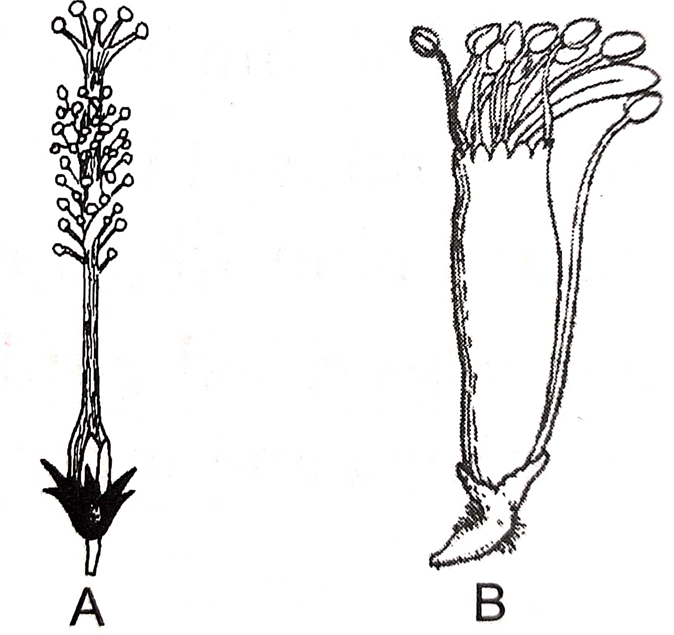 Flower Goyal Brother Solutions ICSE Class-9 Biology Ch-4 - ICSEHELP