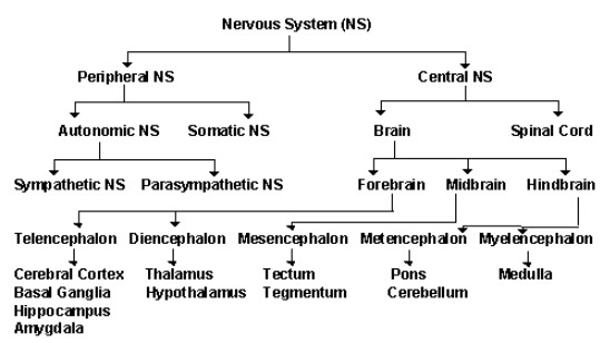 division of nervous system