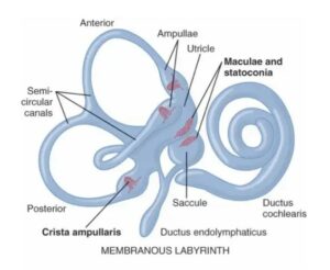 well labelled diagram of the membranous labyrinth