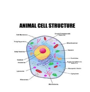 Animal Cell Structure