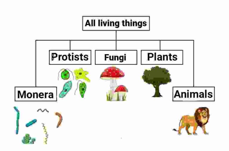 WHAT IS CLASSIFICATION CLASS 9 visual data 7