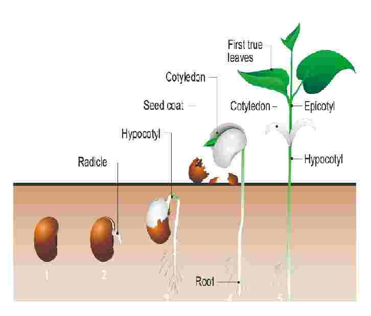 Goyal Brother Seed Structure Types and Germination ICSE Class-9 Biology Ch-6