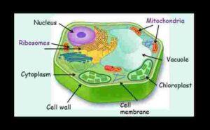 Plant Cell Goyal Brother Biology