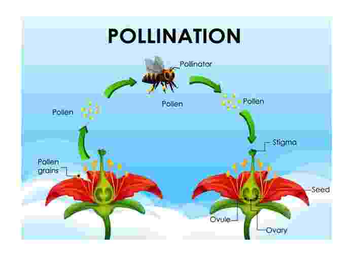 Pollination and Fertilisation Goyal Brother Solutions ICSE Class-9 Biology Ch-5